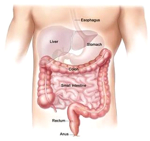 normal-colon